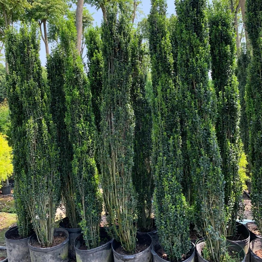 🔥Limited Time Special Offer🎍Upright Holly Seeds
