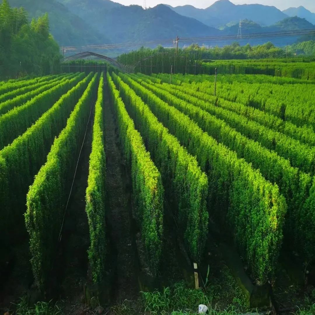 🔥Limited Time Special Offer🎍Upright Holly Seeds