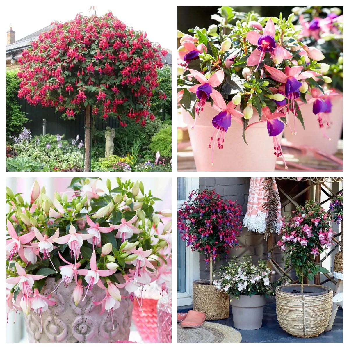 🎉✨Limited time offer：Fuchsia Hybrida Voss Seeds The fairy flower