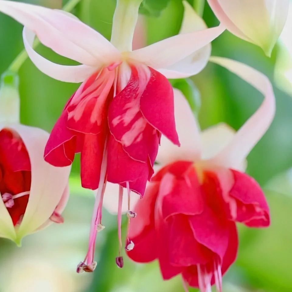 🎉✨Limited time offer：Fuchsia Hybrida Voss Seeds The fairy flower