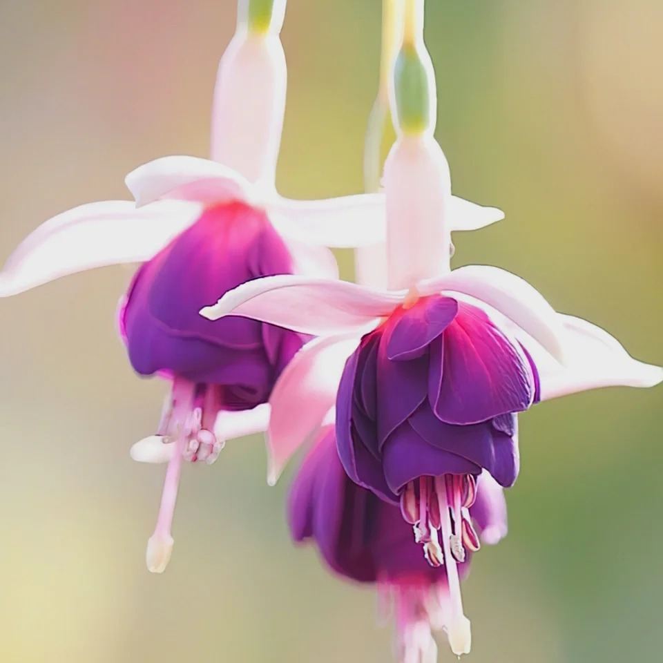 🎉✨Limited time offer：Fuchsia Hybrida Voss Seeds The fairy flower