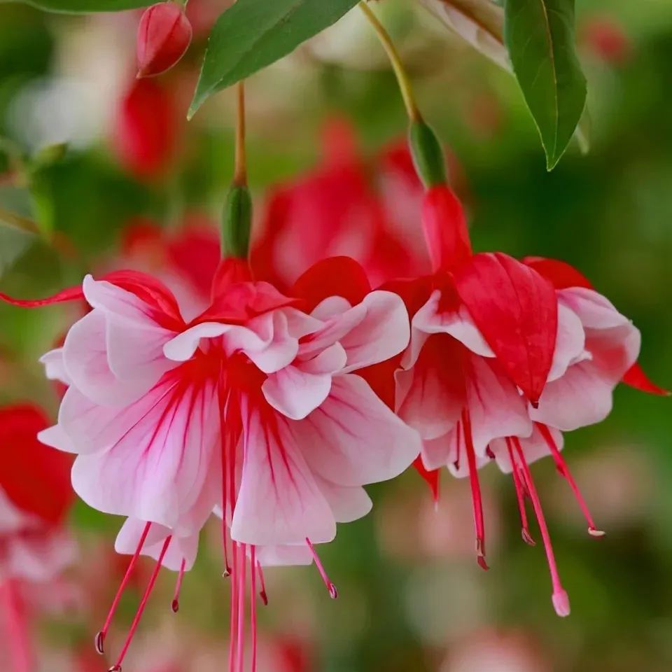 🎉✨Limited time offer：Fuchsia Hybrida Voss Seeds The fairy flower