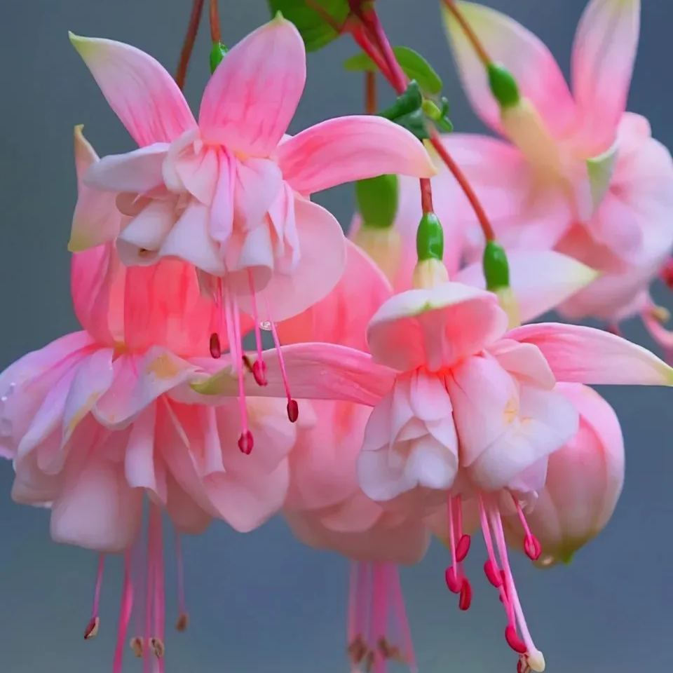 🎉✨Limited time offer：Fuchsia Hybrida Voss Seeds The fairy flower