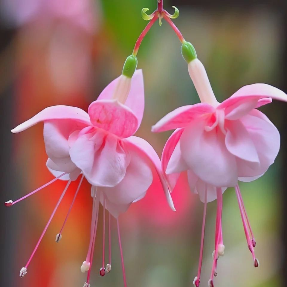 🎉✨Limited time offer：Fuchsia Hybrida Voss Seeds The fairy flower