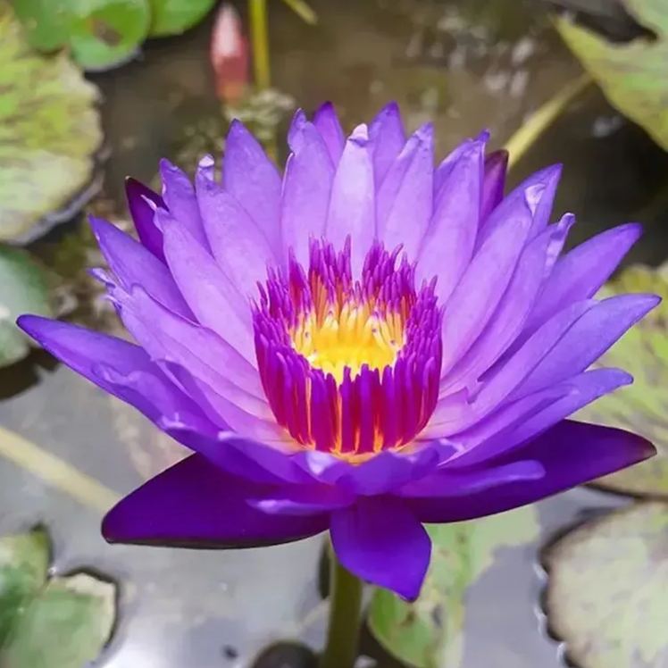 🔥 50% off 🌈 Multi-color Bowl lotus 🌱 Easy to grow