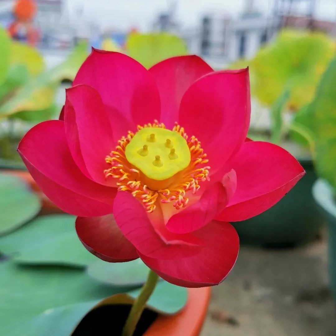 🔥 50% off 🌈 Multi-color Bowl lotus 🌱 Easy to grow
