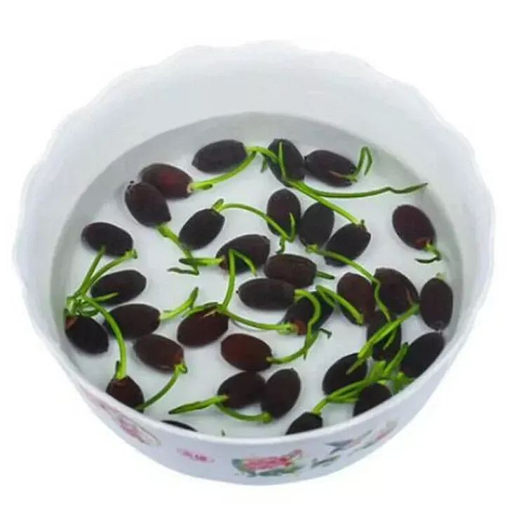 🔥 50% off 🌈 Multi-color Bowl lotus 🌱 Easy to grow
