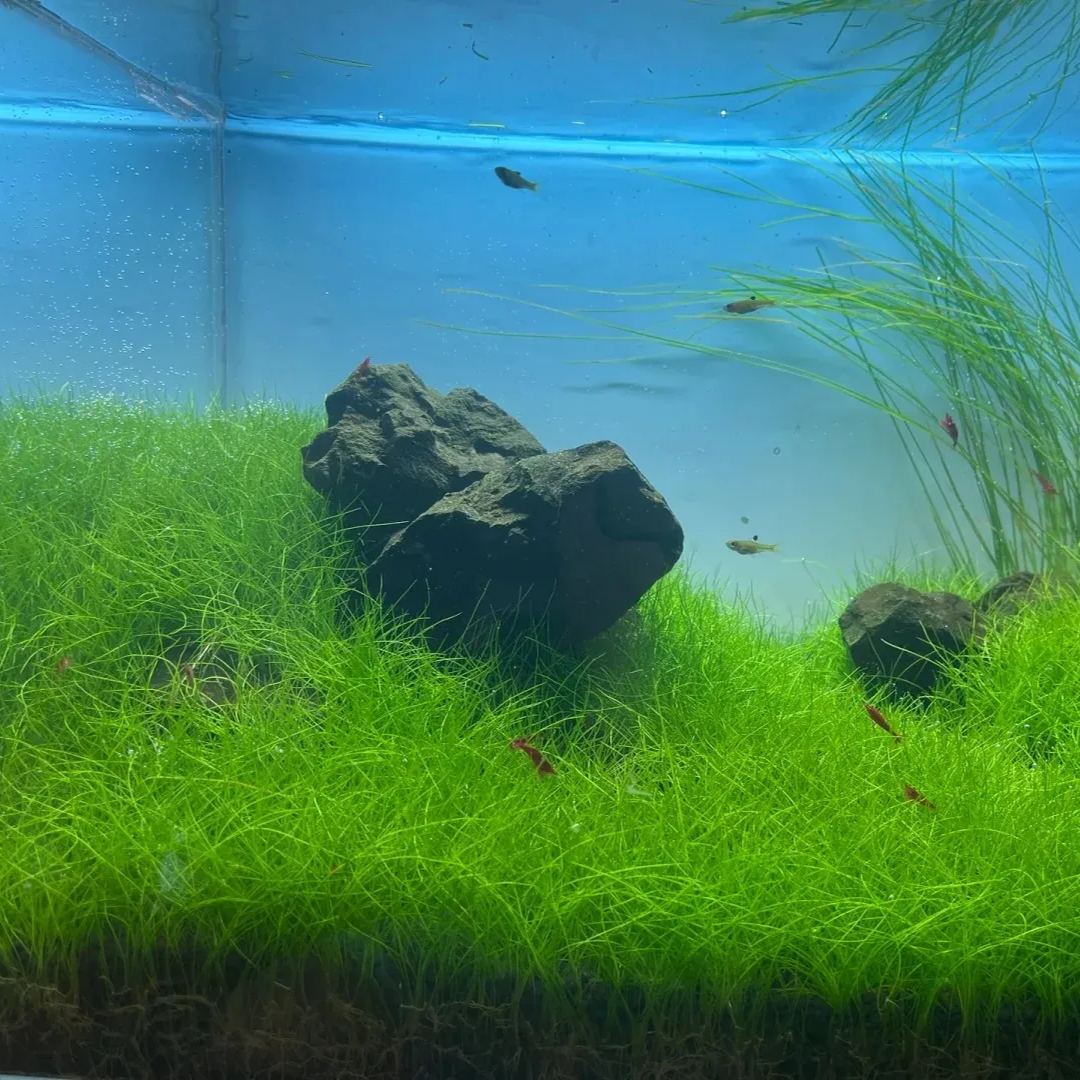 🌿 Cowhair Waterweed Seeds: Ideal for Creating Natural Underwater Lawns 🌿