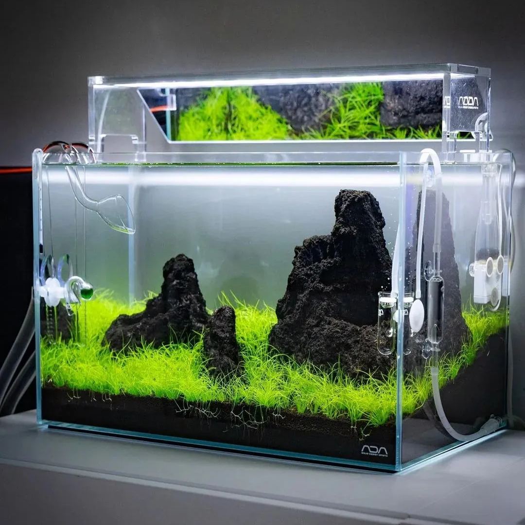 🌿 Cowhair Waterweed Seeds: Ideal for Creating Natural Underwater Lawns 🌿