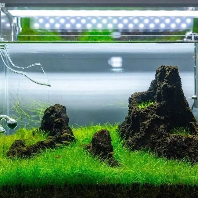 🌿 Cowhair Waterweed Seeds: Ideal for Creating Natural Underwater Lawns 🌿