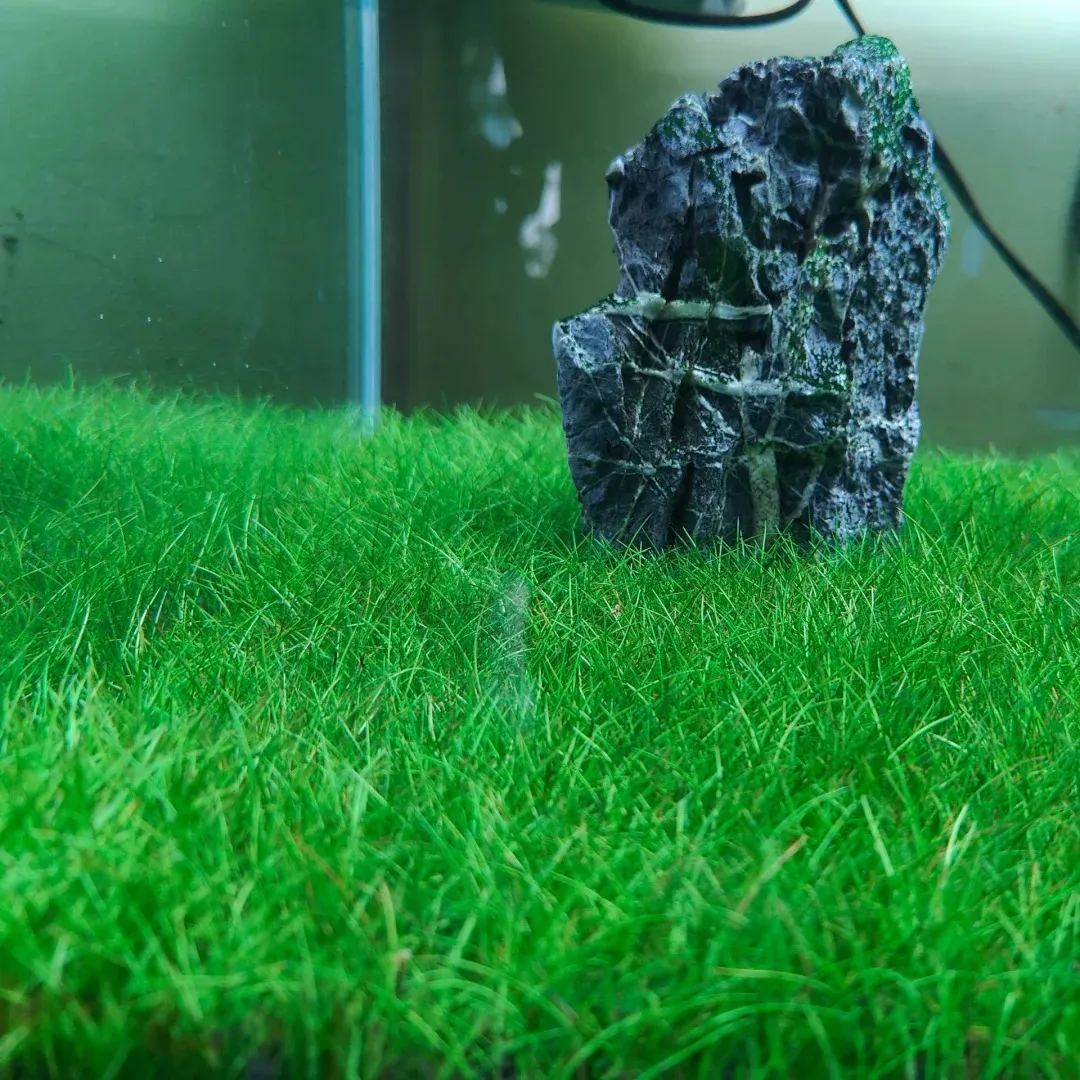 🌿 Cowhair Waterweed Seeds: Ideal for Creating Natural Underwater Lawns 🌿