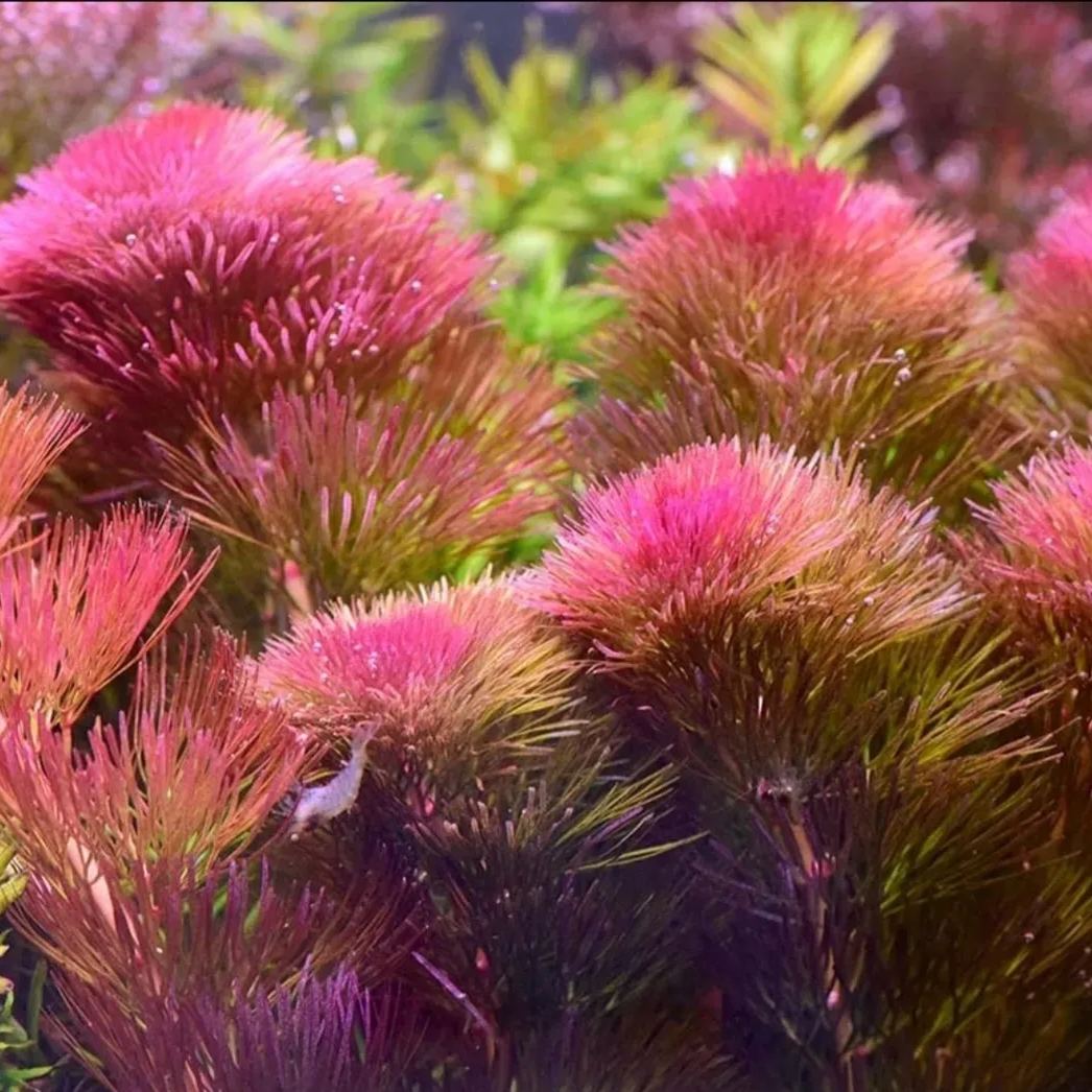 Red and green chrysanthemum water grass