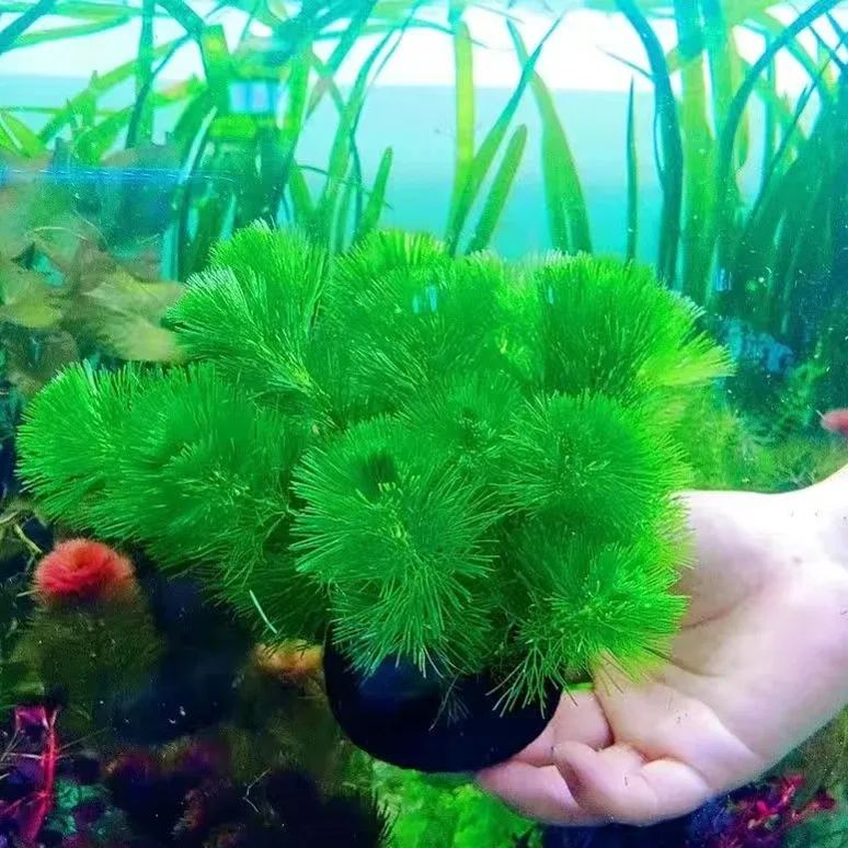 Red and green chrysanthemum water grass