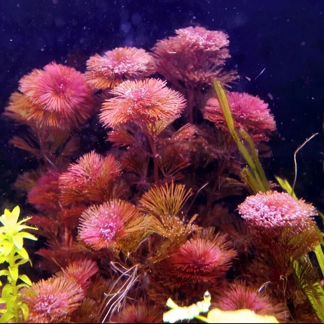 Red and green chrysanthemum water grass