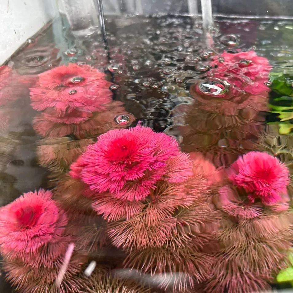 Red and green chrysanthemum water grass