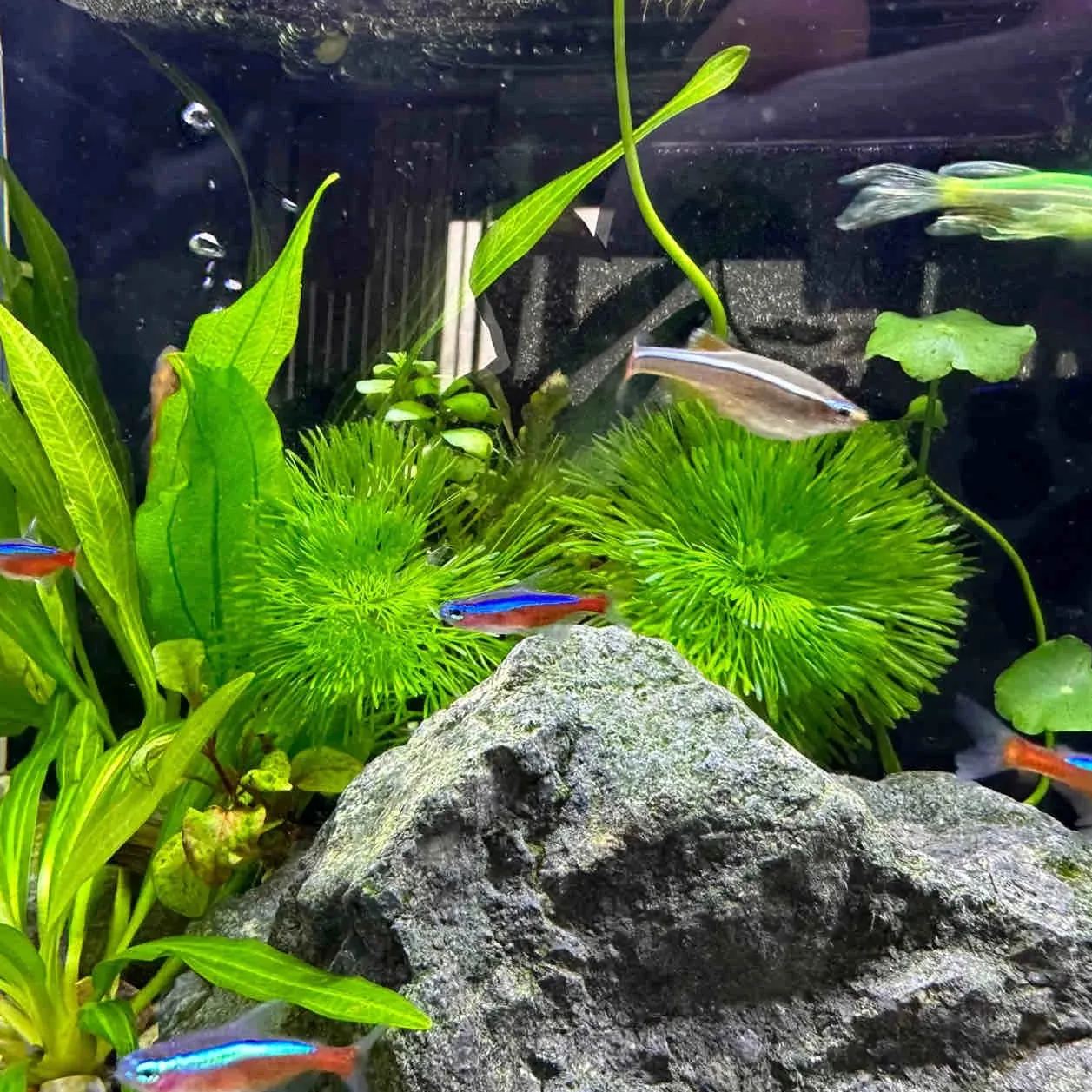 Red and green chrysanthemum water grass