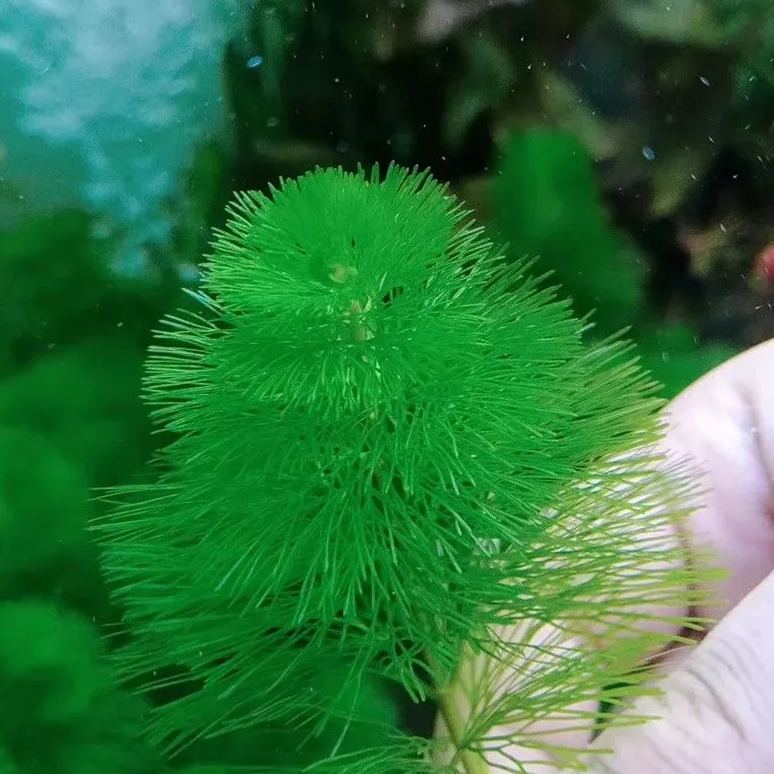 Red and green chrysanthemum water grass