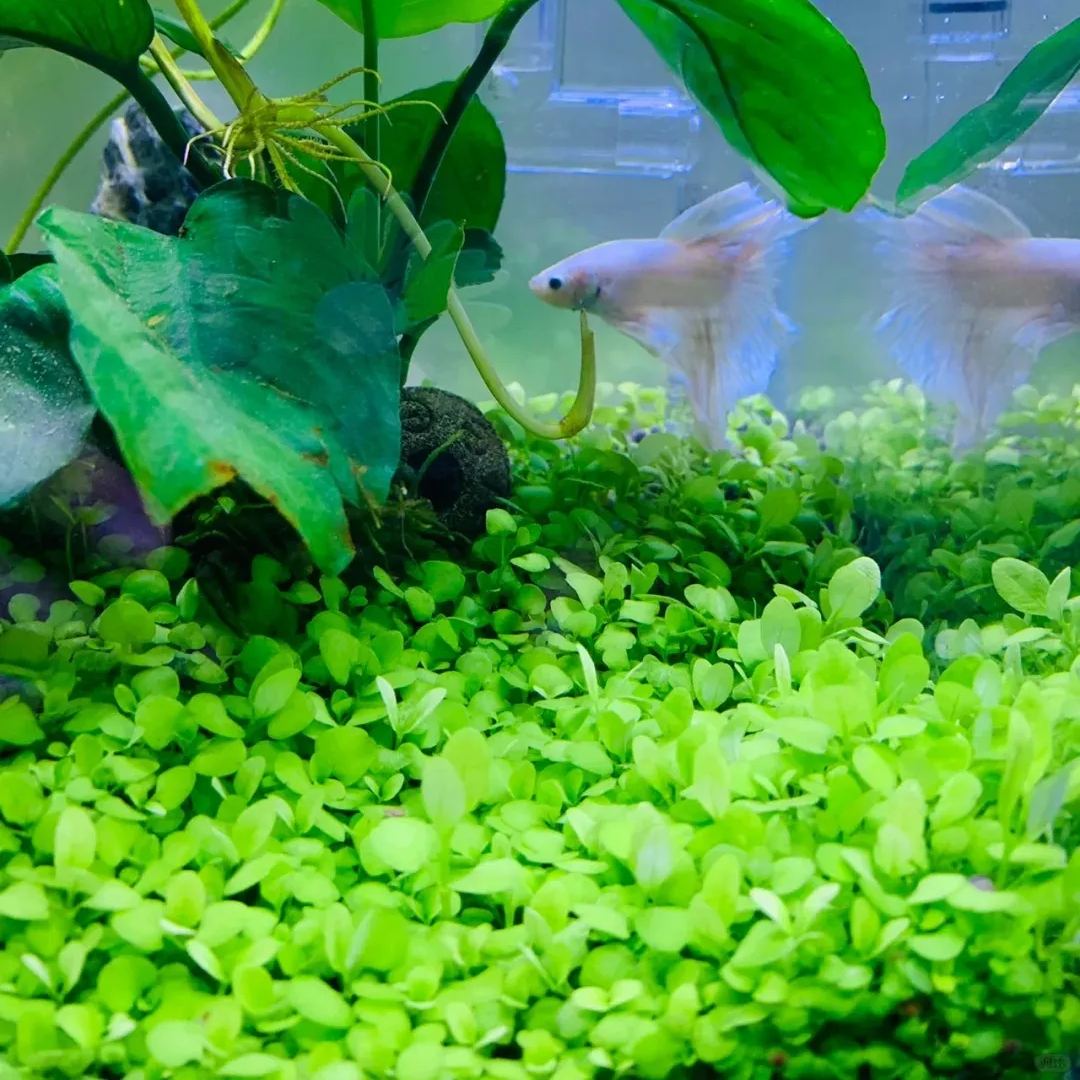 💕Love Water Grass Seeds💖