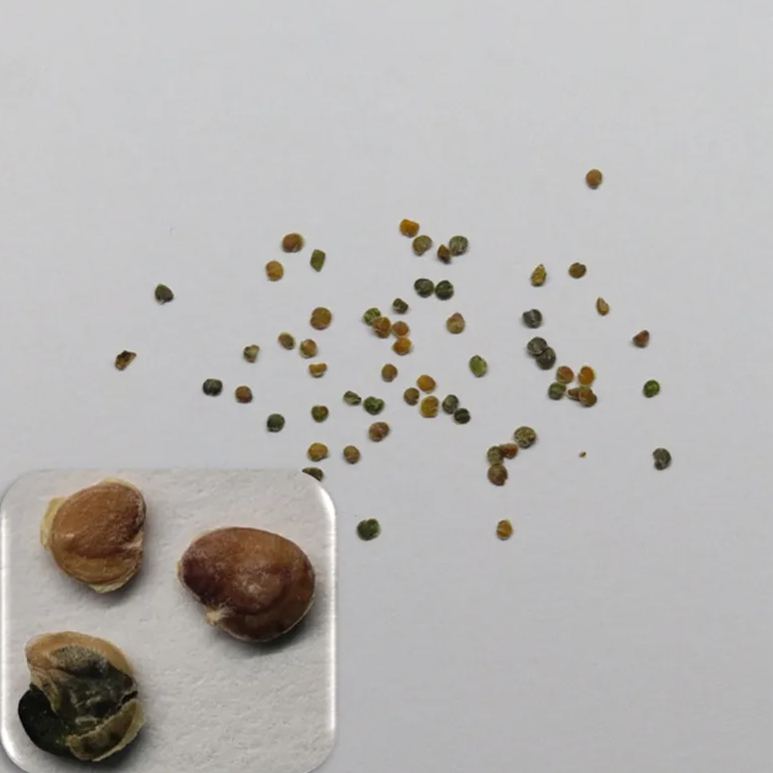 🌸 Bloom Haven- Violet Seeds with Fragrance