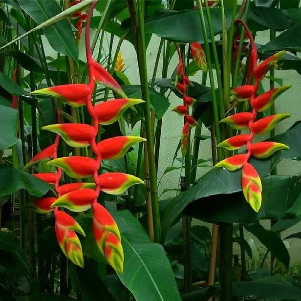 Heliconia