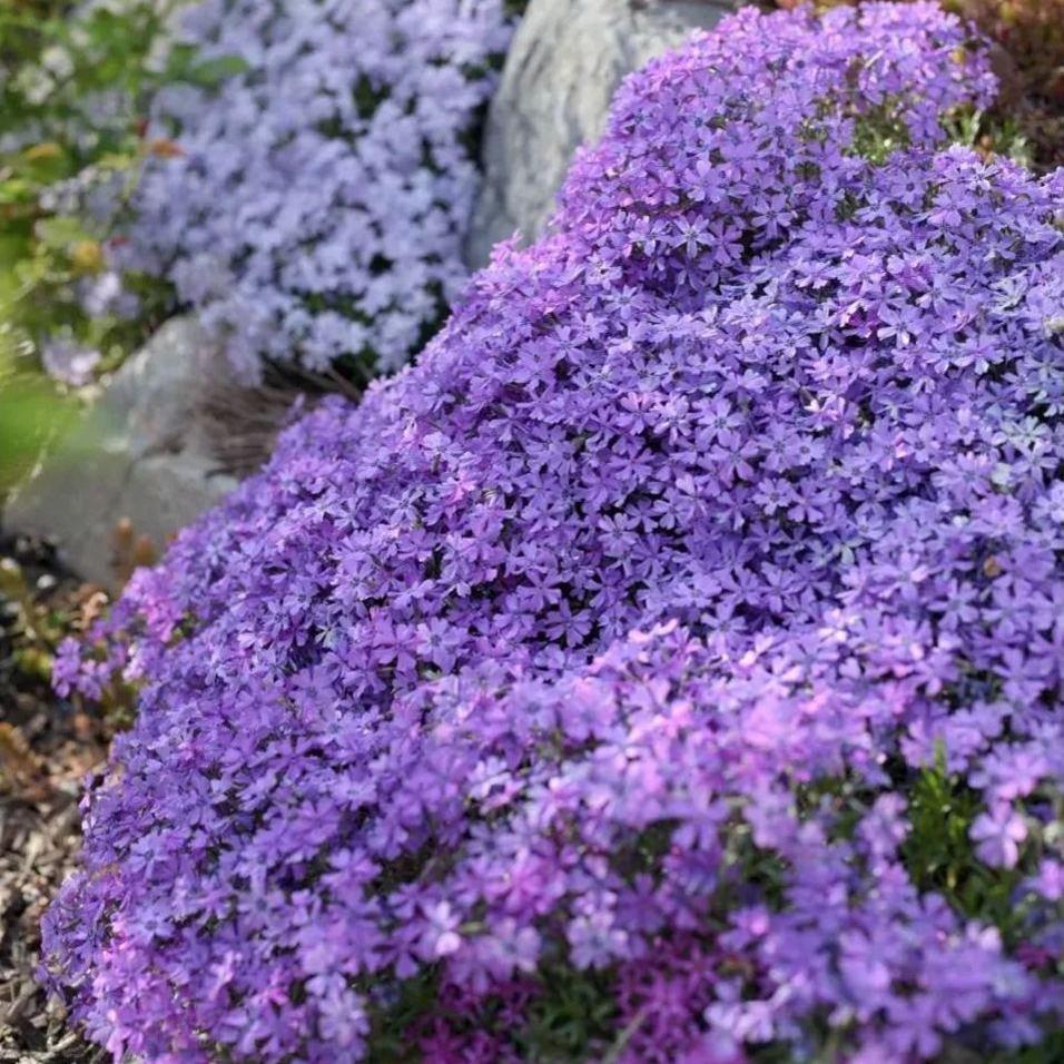 🔥2024 lawn garden first choice--🌈high quality colored Moss Phlox seeds🌱