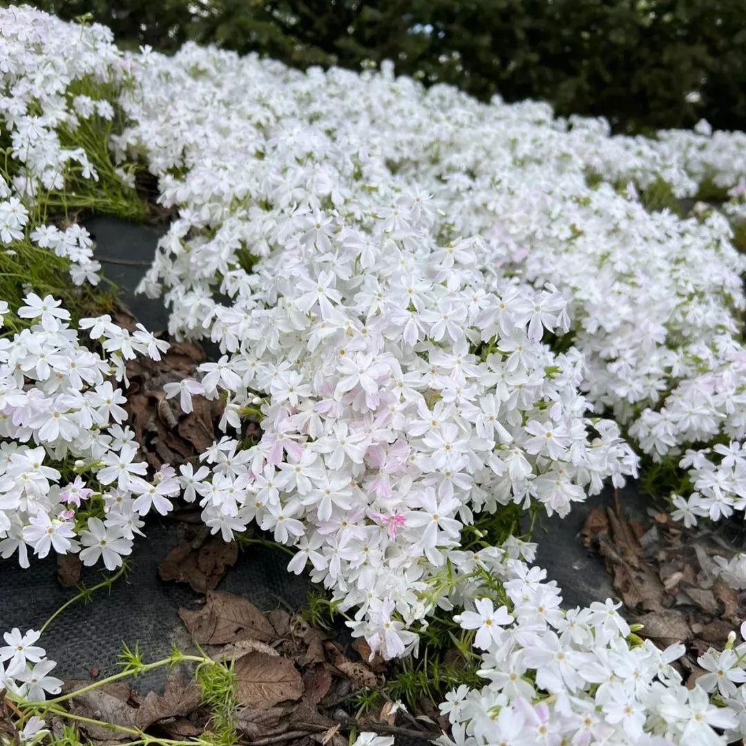 🔥2024 lawn garden first choice--🌈high quality colored Moss Phlox seeds🌱