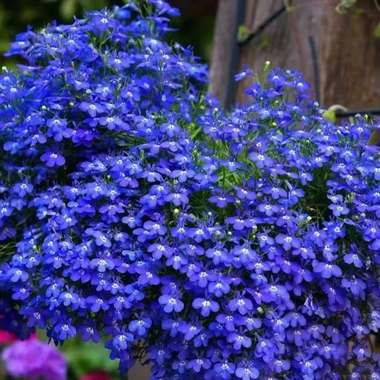 🔥2024 lawn garden first choice--🌈high quality colored Moss Phlox seeds🌱