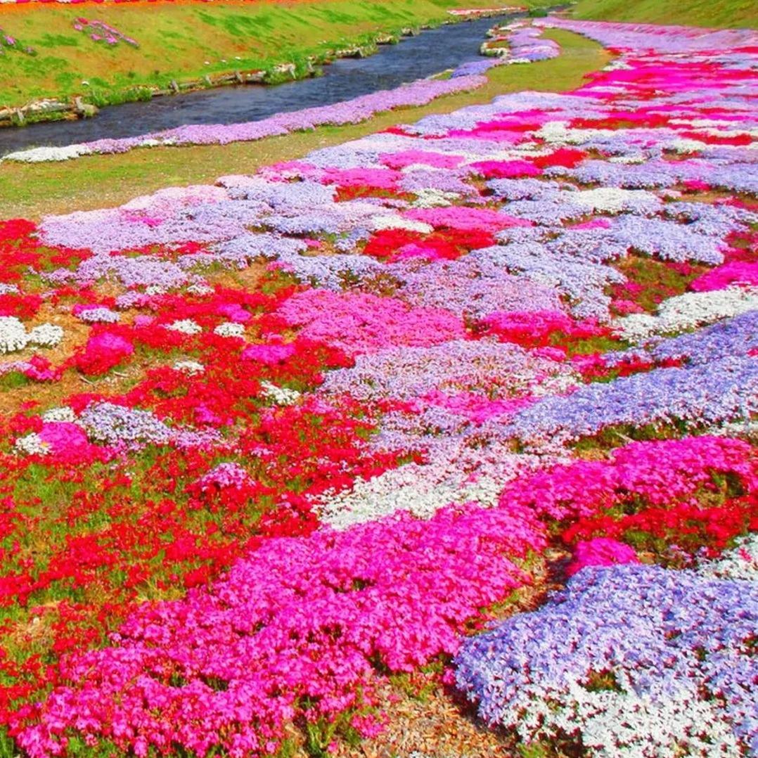 🔥2024 lawn garden first choice--🌈high quality colored Moss Phlox seeds🌱