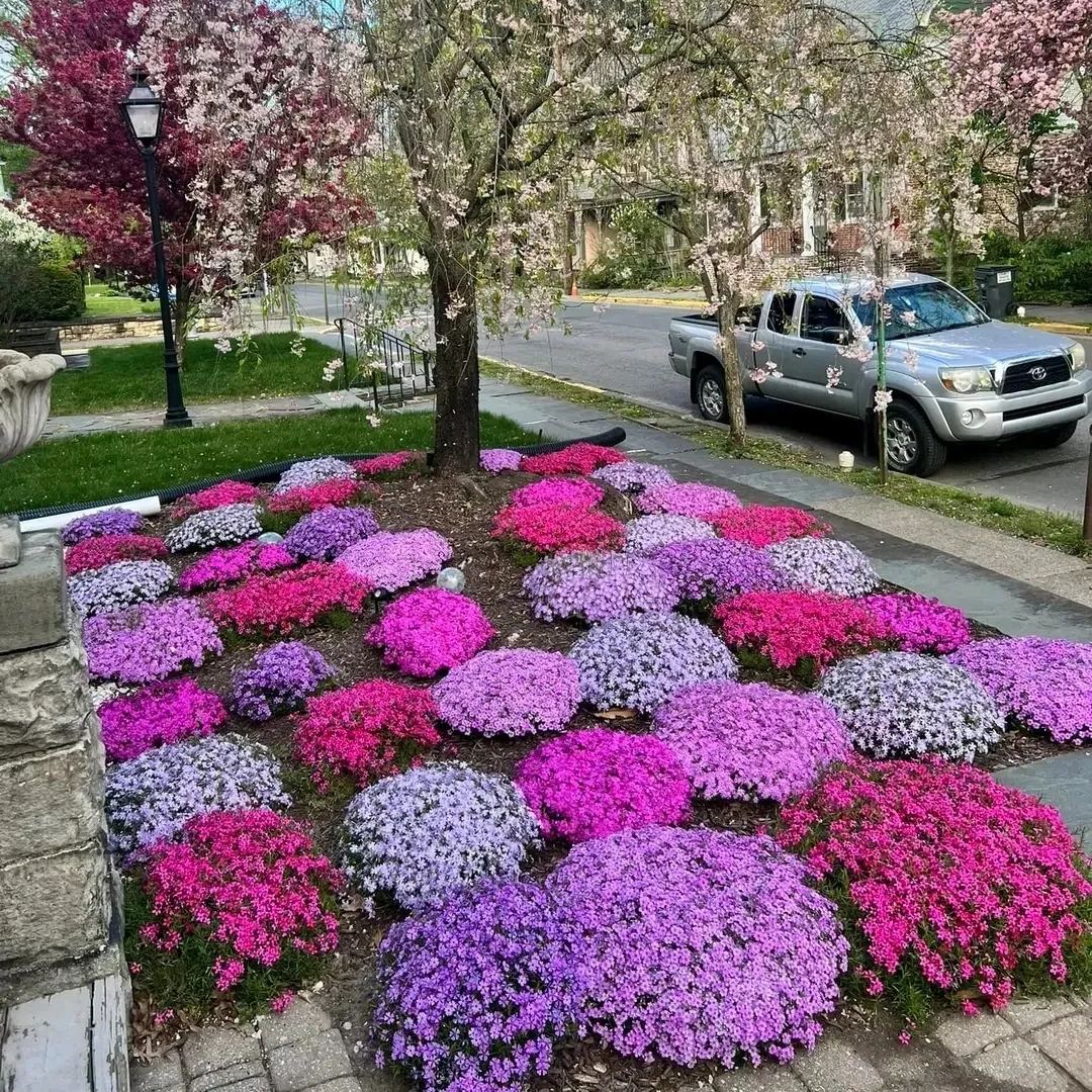 🔥2024 lawn garden first choice--🌈high quality colored Moss Phlox seeds🌱