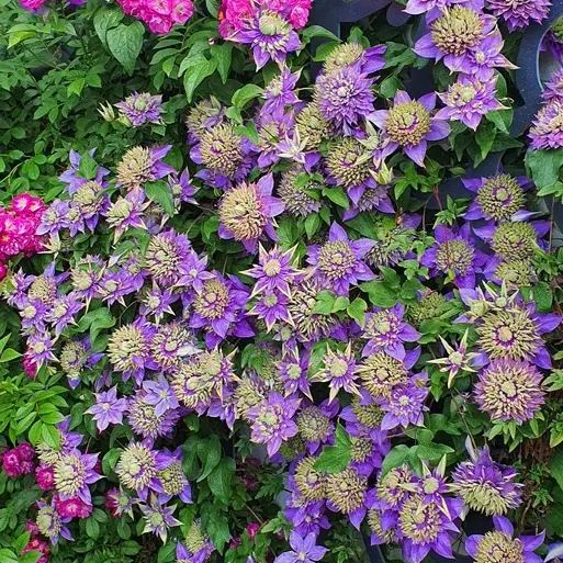 47%OFF🎉Mixed-Color Climbing Clematis Flower