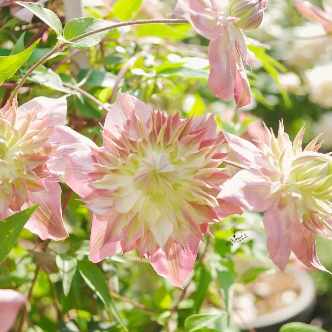 47%OFF🎉Mixed-Color Climbing Clematis Flower