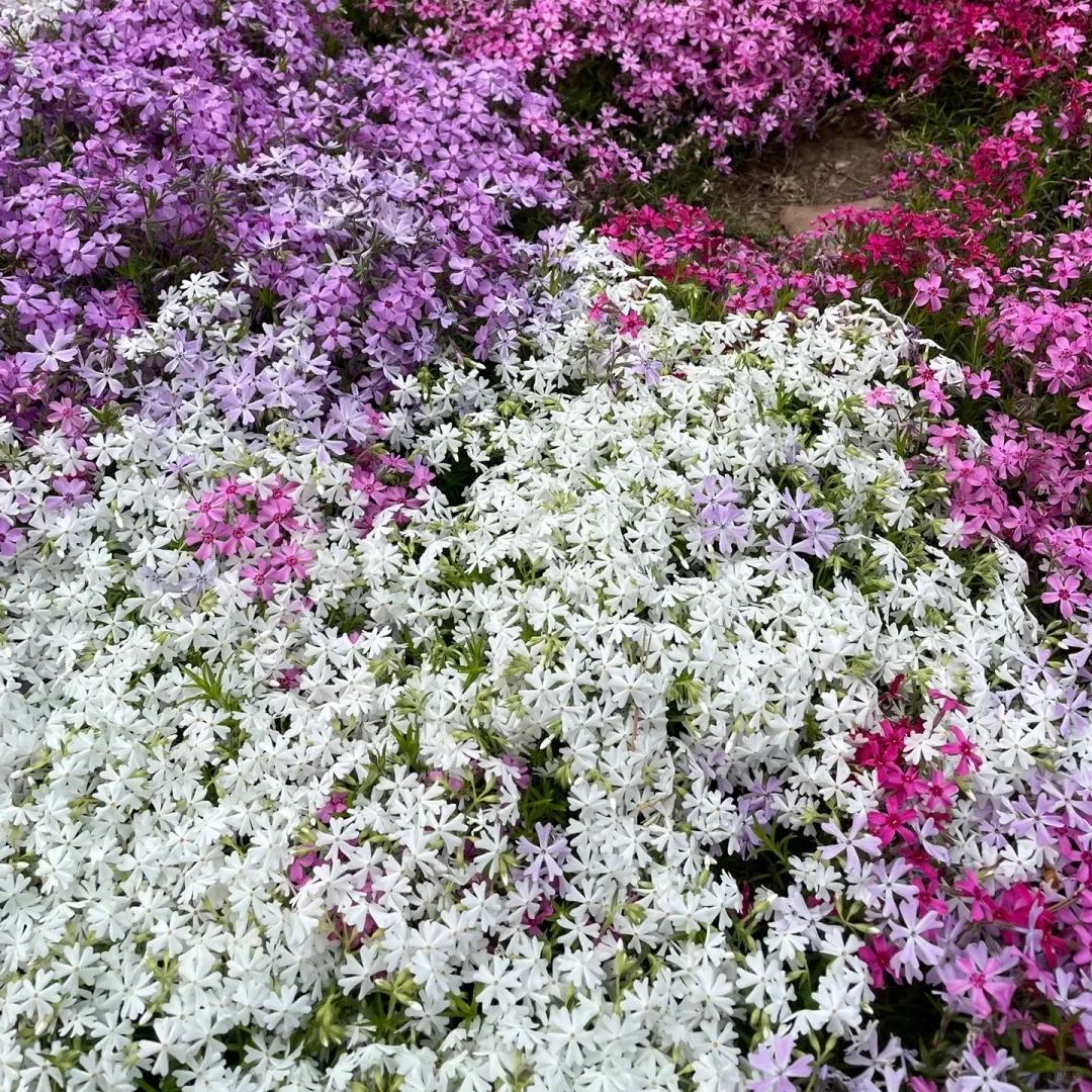 🔥2024 lawn garden first choice--🌈high quality colored Moss Phlox seeds🌱