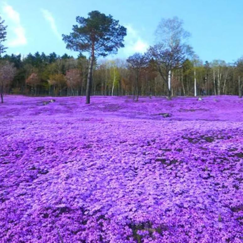 🔥2024 lawn garden first choice--🌈high quality colored Moss Phlox seeds🌱