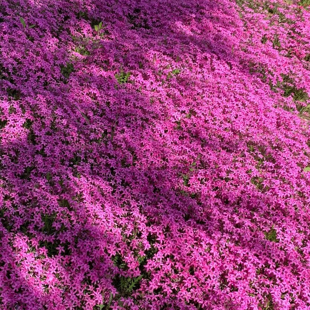 🔥2024 lawn garden first choice--🌈high quality colored Moss Phlox seeds🌱