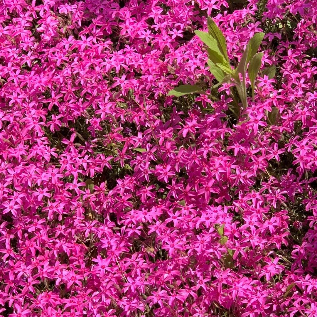 🔥2024 lawn garden first choice--🌈high quality colored Moss Phlox seeds🌱