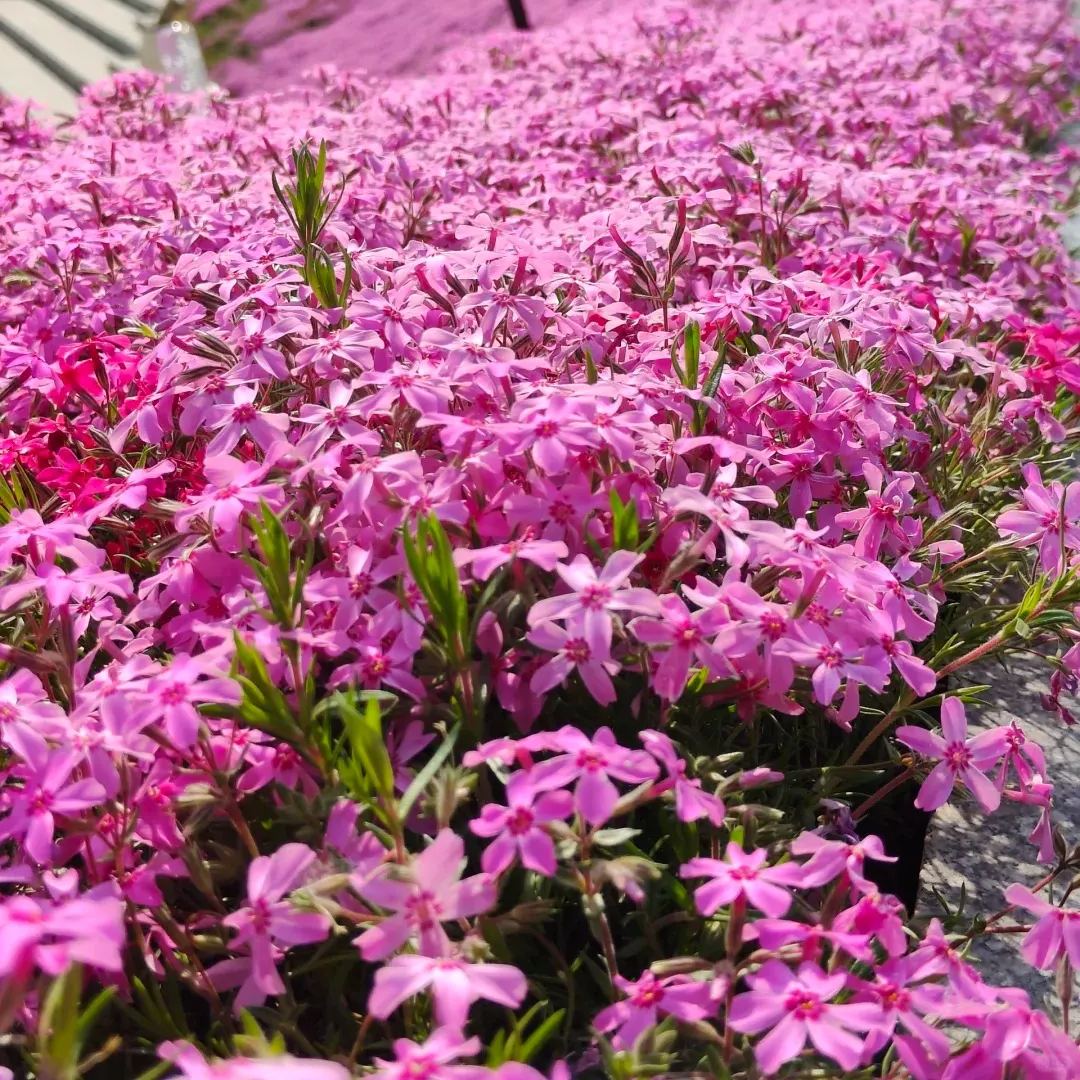 🔥2024 lawn garden first choice--🌈high quality colored Moss Phlox seeds🌱