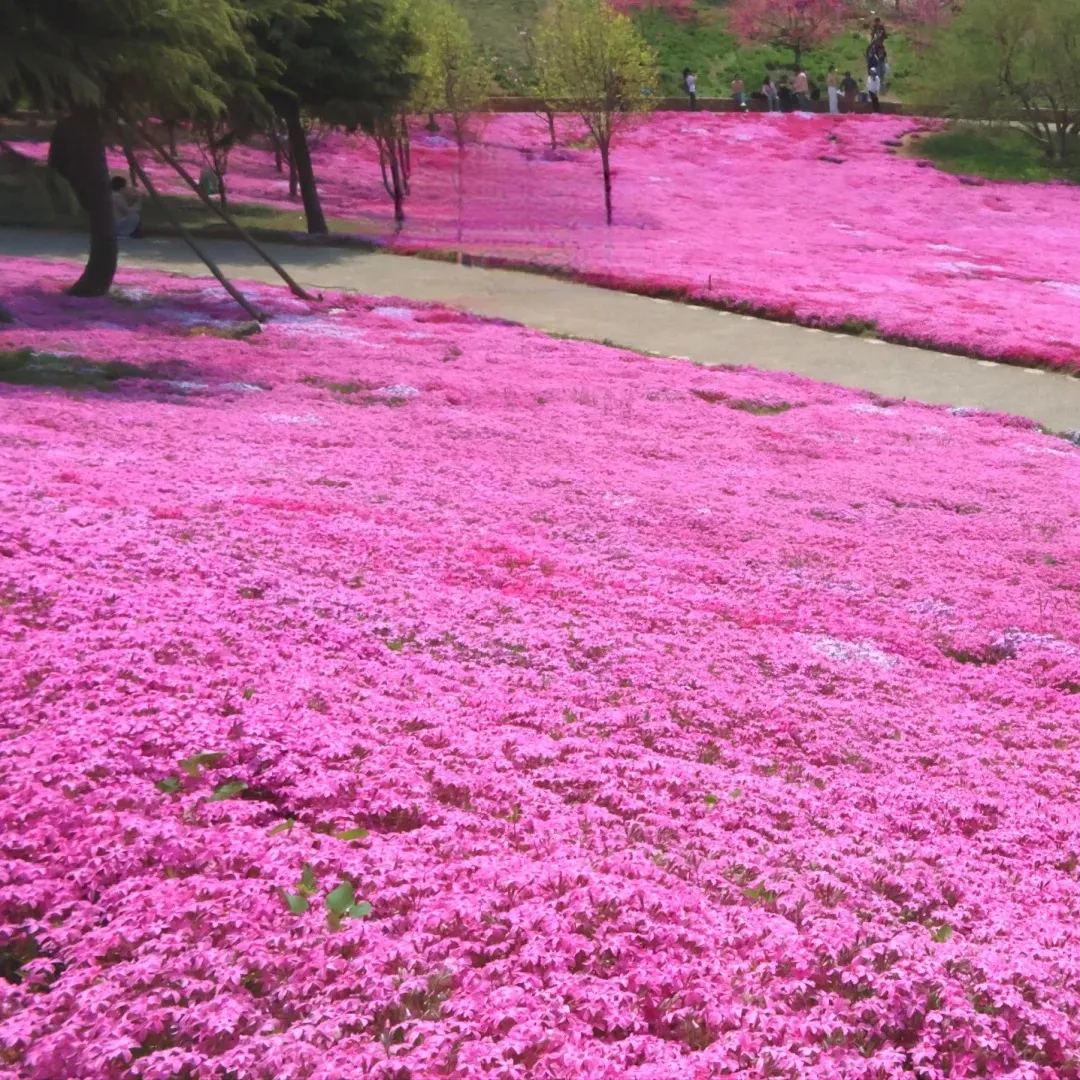 🔥2024 lawn garden first choice--🌈high quality colored Moss Phlox seeds🌱