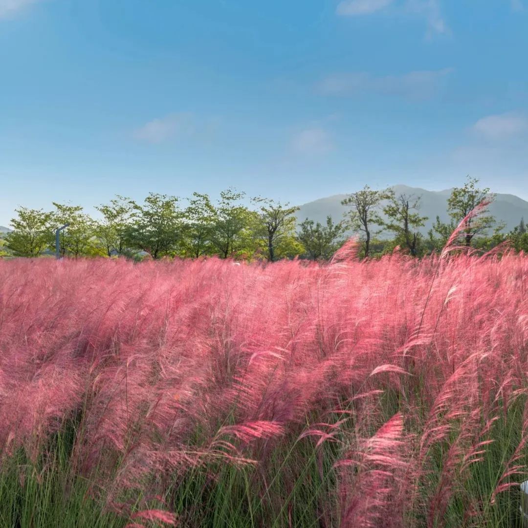 Muhly Grass