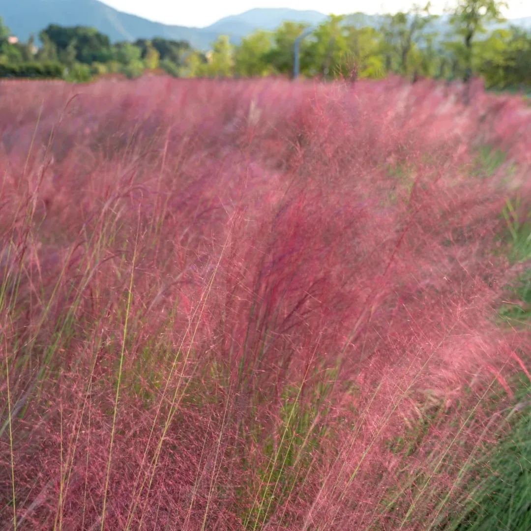 Muhly Grass