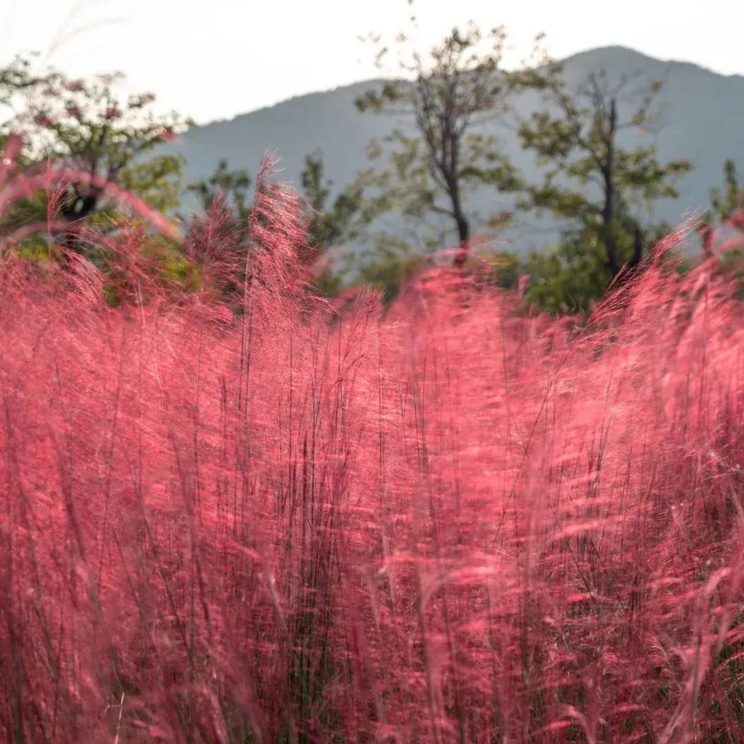 Muhly Grass