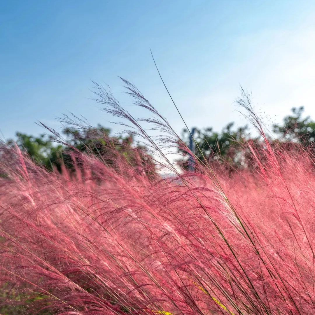 Muhly Grass