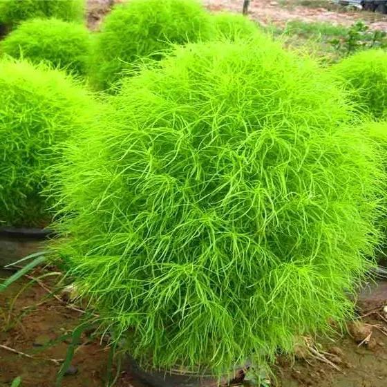 ✨High germination rate🌳High quality Kochia Scoparia seeds🌱
