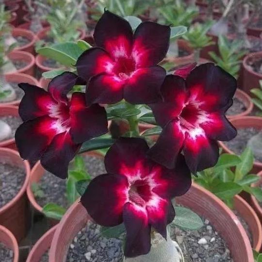 🔥Desert Rose🌸Beautiful flowers blooming in the desert