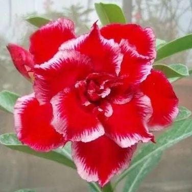 🔥Desert Rose🌸Beautiful flowers blooming in the desert