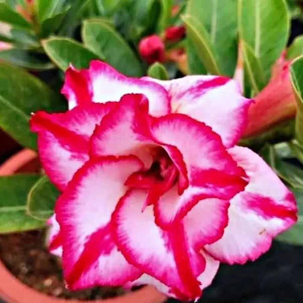 🔥Desert Rose🌸Beautiful flowers blooming in the desert