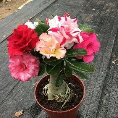 🔥Desert Rose🌸Beautiful flowers blooming in the desert