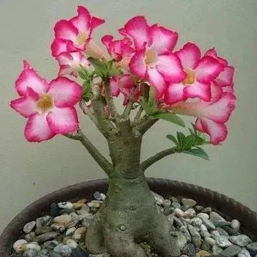 🔥Desert Rose🌸Beautiful flowers blooming in the desert