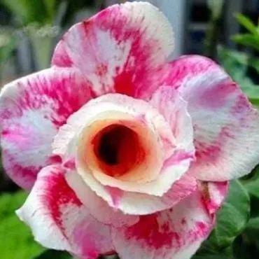 🔥Desert Rose🌸Beautiful flowers blooming in the desert