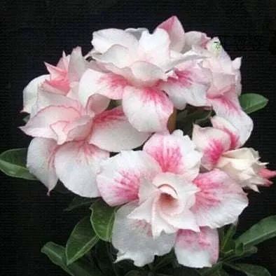 🔥Desert Rose🌸Beautiful flowers blooming in the desert