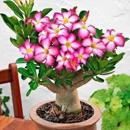 🔥Desert Rose🌸Beautiful flowers blooming in the desert